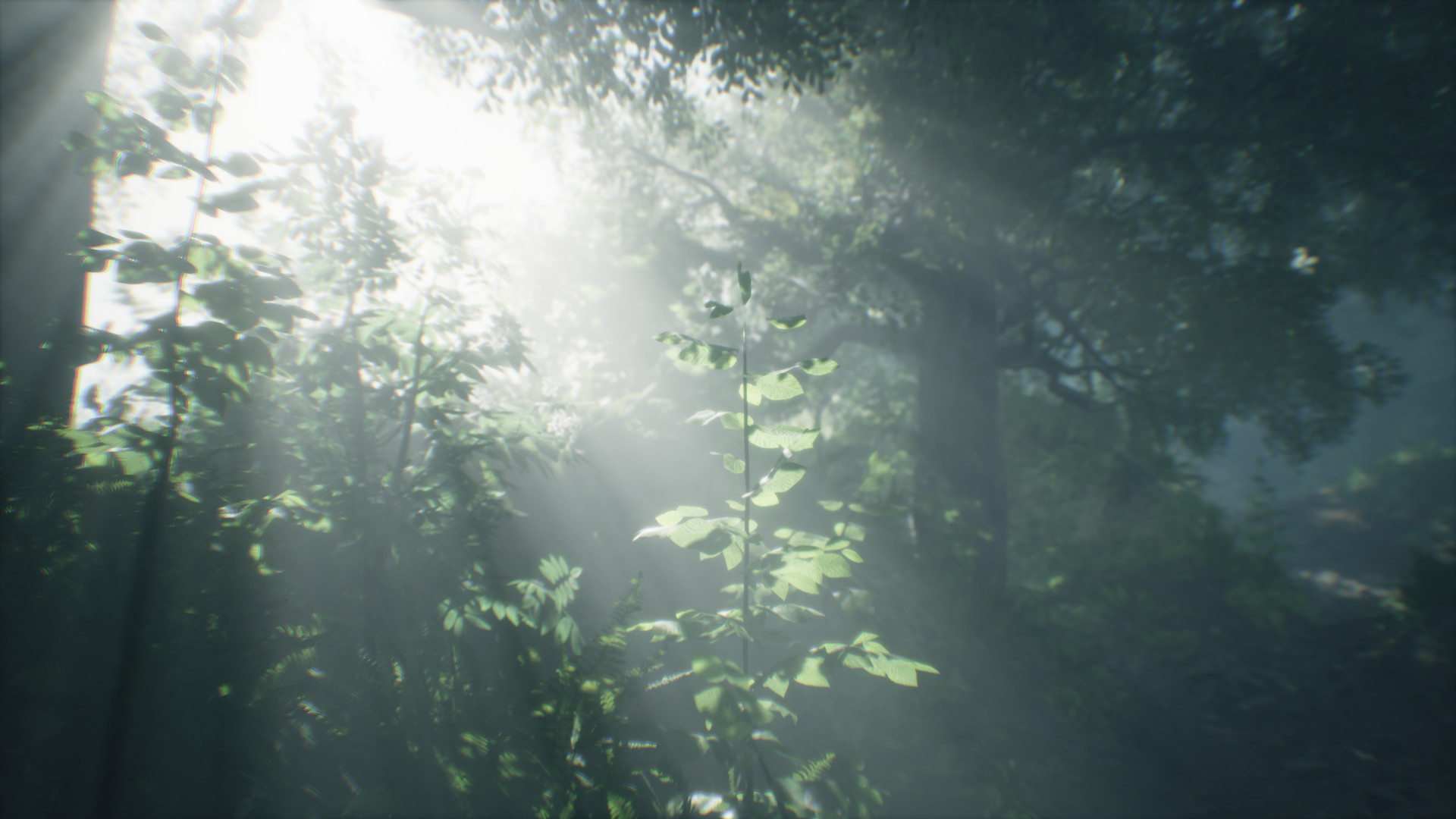 Скриншот: Wakamarina Valley, New Zealand